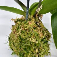 Orchid with lush moss, vibrant green leaves, and roots on a decorative moss ball.