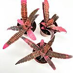 Cryptanthus Fosterianus Elaine Earth Star Bromeliads