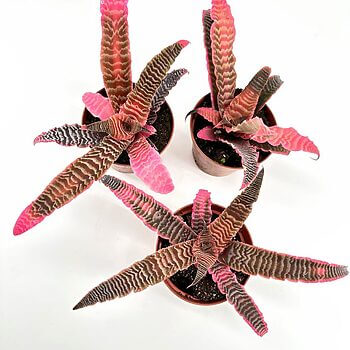 Vibrant plants with pink-tipped leaves in terracotta pots against a light background.