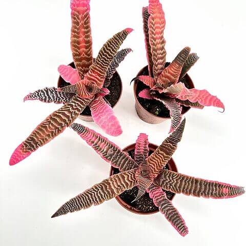 Vibrant plants with pink-tipped leaves in terracotta pots against a light background.