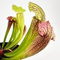 Vibrant Sarracenia pitcher plants in terracotta pots against a white background.