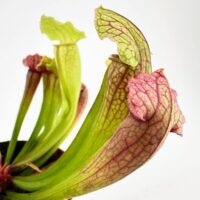 Vibrant Sarracenia pitcher plants in terracotta pots against a white background.