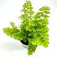 Lush green potted plant with vibrant leaves and shiny metallic pot in bright setting.