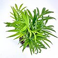 Lush green houseplant viewed from above, showcasing vibrant leaves and healthy growth.