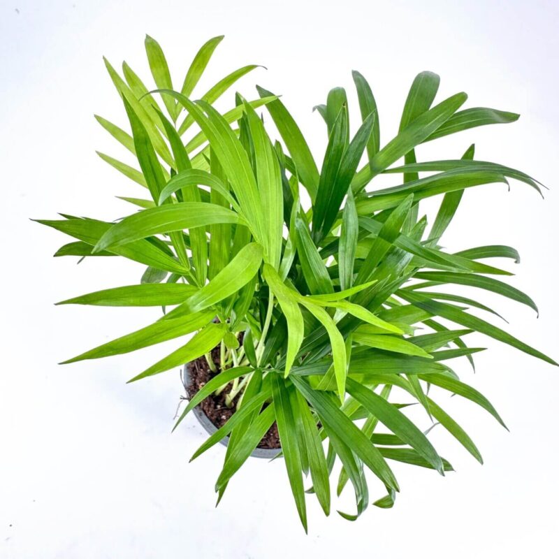 Vibrant Green Plant in Elegant Top-Down View Lush green houseplant viewed from above, showcasing vibrant leaves and healthy growth.