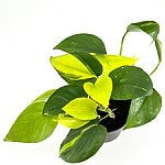 Epipremnum Bundle 12cm pot