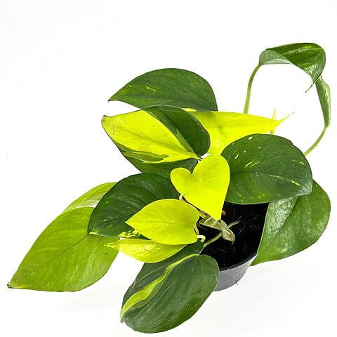 Vibrant pothos plant with heart-shaped leaves in a stylish black pot against a white background.