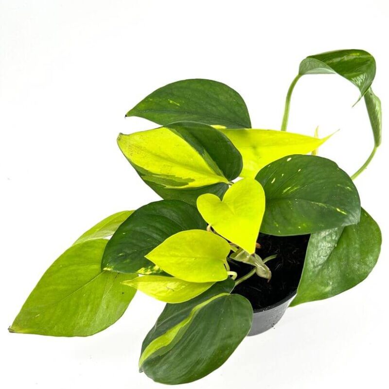 Vibrant pothos plant with heart-shaped leaves in a stylish black pot against a white background.