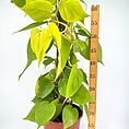 Lush pothos plant with vibrant foliage and measuring ruler, showcasing healthy indoor growth.
