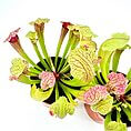 Vibrant pitcher plants, a captivating display of carnivorous Sarracenia with intricate colours and shapes.