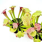 Carnivorous Sarracenia Trumpet Pitcher Fiona