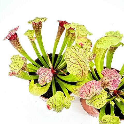 Vibrant pitcher plants, a captivating display of carnivorous Sarracenia with intricate colours and shapes.