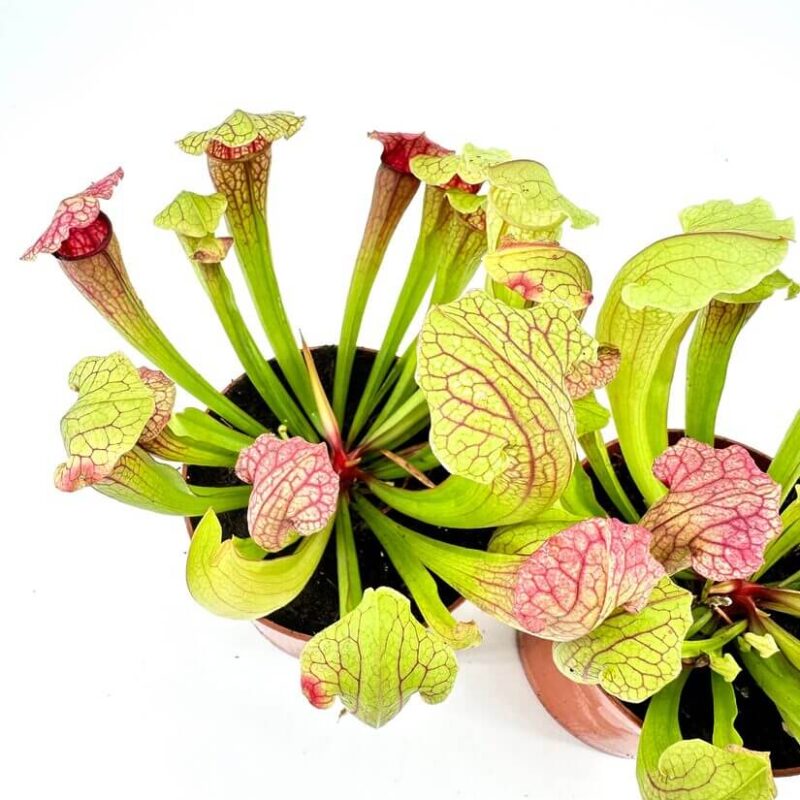 Vibrant pitcher plants, a captivating display of carnivorous Sarracenia with intricate colours and shapes.