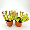 Vibrant Sarracenia pitcher plants in terracotta pots, showcasing unique foliage and insect-trapping abilities.