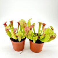 Vibrant Sarracenia pitcher plants in terracotta pots, showcasing unique foliage and insect-trapping abilities.