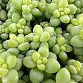 Vibrant succulent cluster showcasing lush green leaves and intricate textures for thriving plant aesthetics.