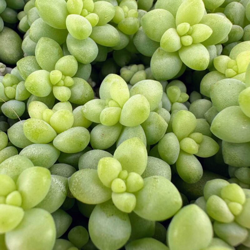 Lush Green Succulent Garden Arrangement Vibrant succulent cluster showcasing lush green leaves and intricate textures for thriving plant aesthetics.