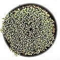 Lush green succulent in a black pot surrounded by decorative pebbles for indoor greenery.