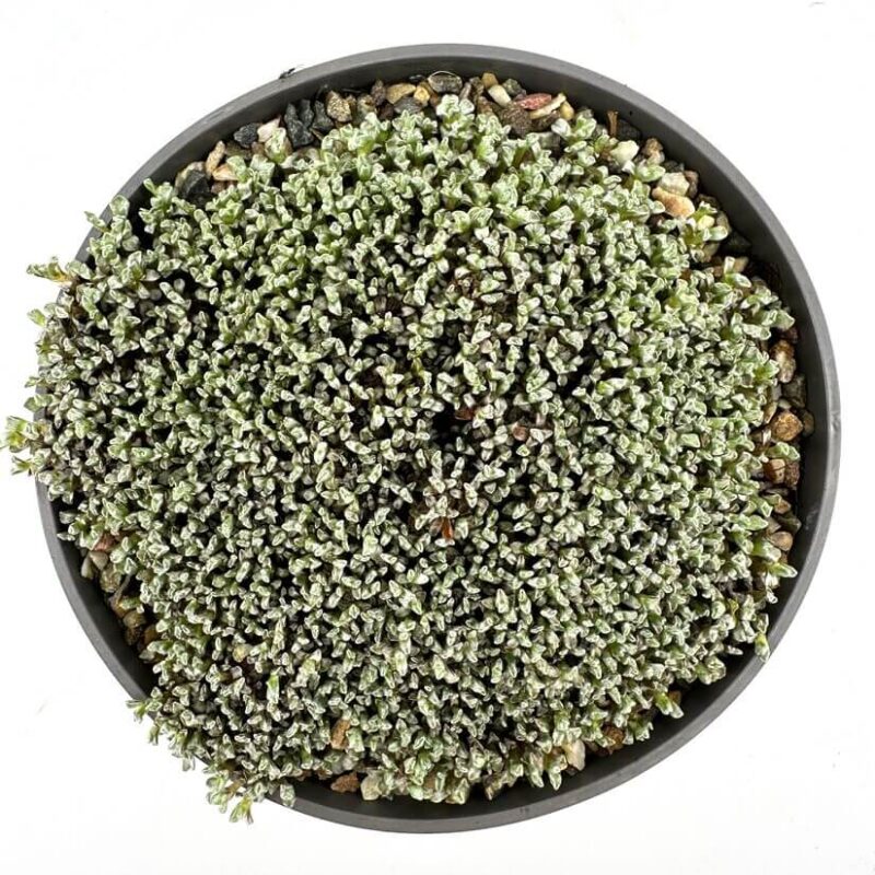 Vibrant Succulent in Black Pot with Pebbles Lush green succulent in a black pot surrounded by decorative pebbles for indoor greenery.