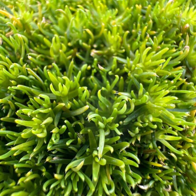 Vibrant Green Succulent Foliage Close-Up Lush green succulent foliage close-up showcasing vibrant textures and intricate leaf details.