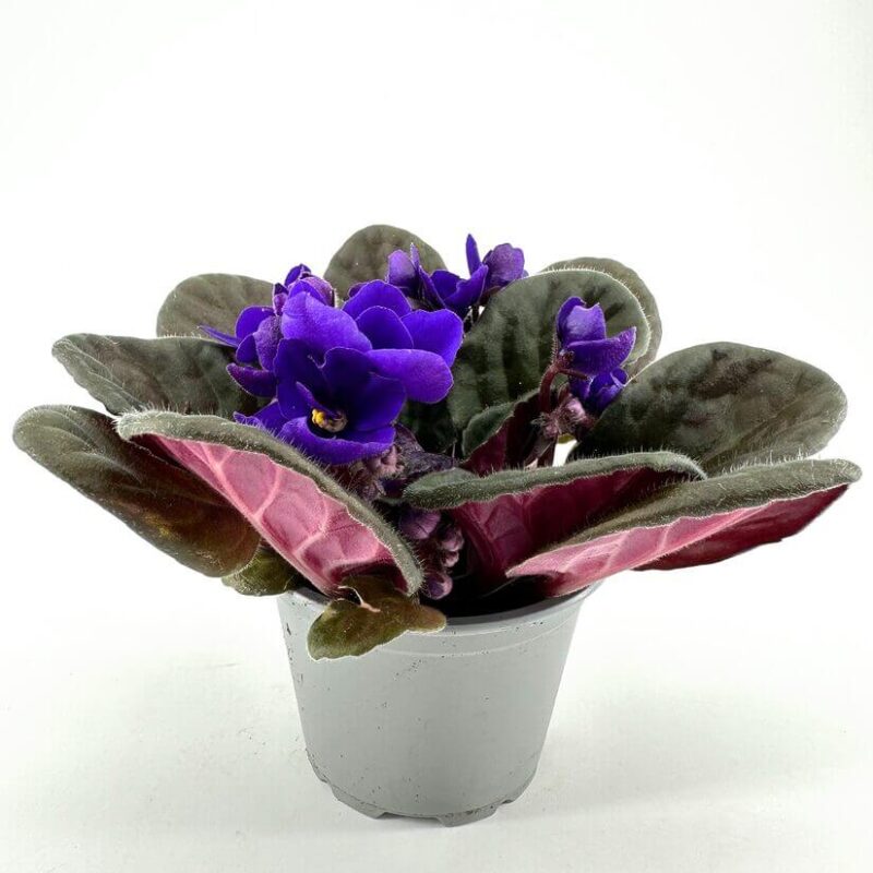 Vibrant African Violet Blooms in Gray Pot Vibrant African violet plant with deep purple flowers and lush green leaves in a gray pot.