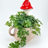 Charming ceramic pot with vibrant plant and whimsical red mushroom decoration for home decor.