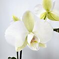 Elegant white Phalaenopsis orchid with soft yellow and pink accents against a muted backdrop.