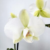 Elegant white Phalaenopsis orchid with soft yellow and pink accents against a muted backdrop.