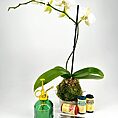 Elegant white orchid arrangement with gardening tools, moss, and vintage glass misting bottle.
