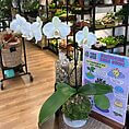 Elegant white orchid atop rustic wood, surrounded by indoor plants and a Kokedama care guide.