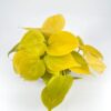 Vibrant yellow leaves of a thriving indoor plant against a clean white background.