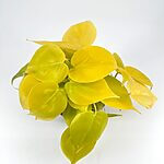 Philodendron Scandens Micans Lemon Lime
