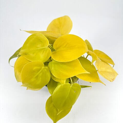 Vibrant yellow leaves of a thriving indoor plant against a clean white background.