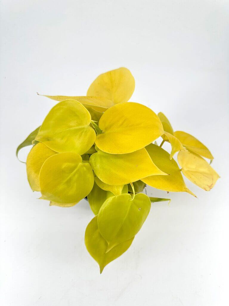 Vibrant yellow leaves of a thriving indoor plant against a clean white background.