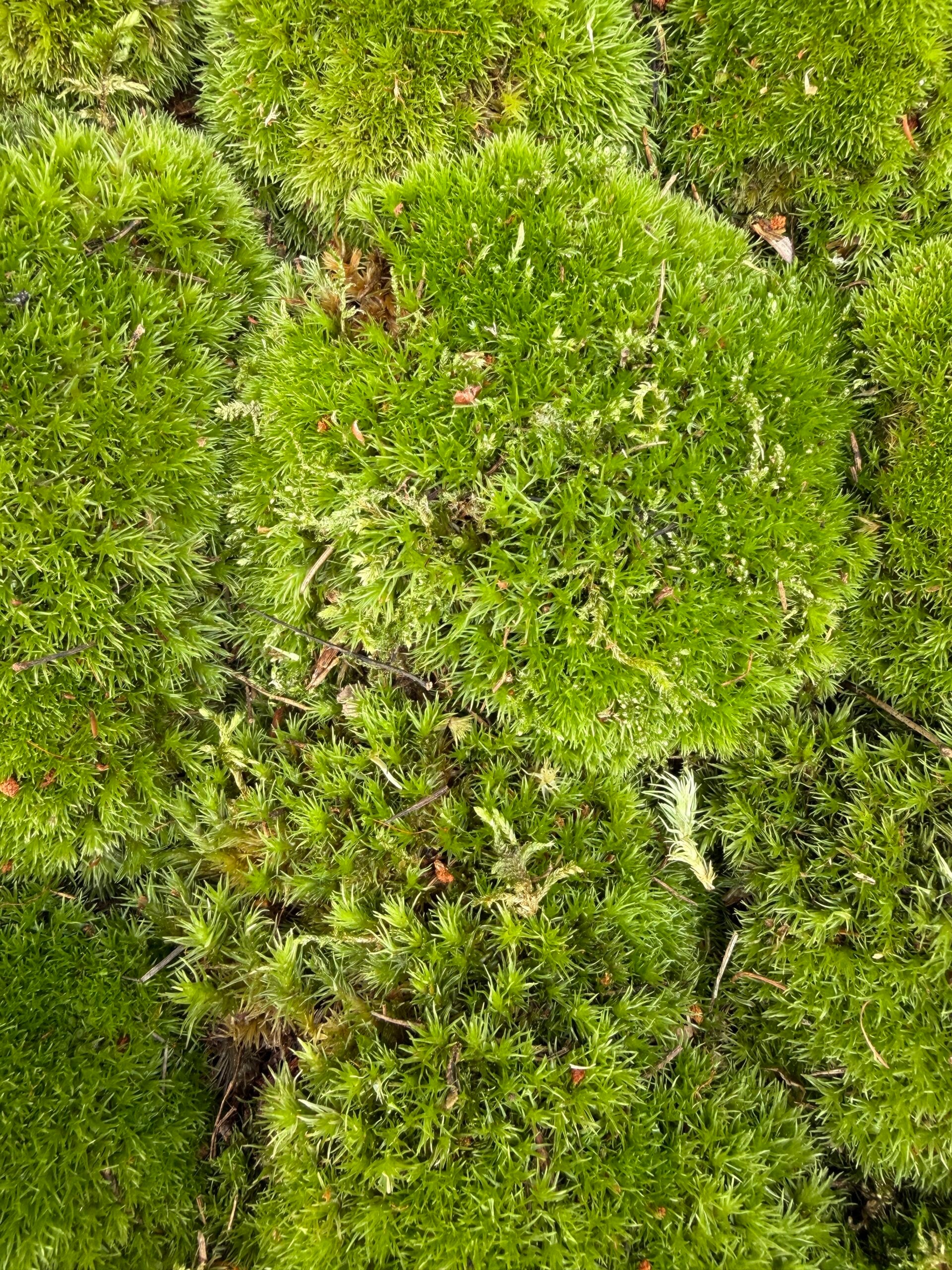Fresh live pin cushion moss with lush green mounds and natural forest texture