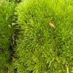Pin Cushion Moss | Fresh and Live | Great for terrariums