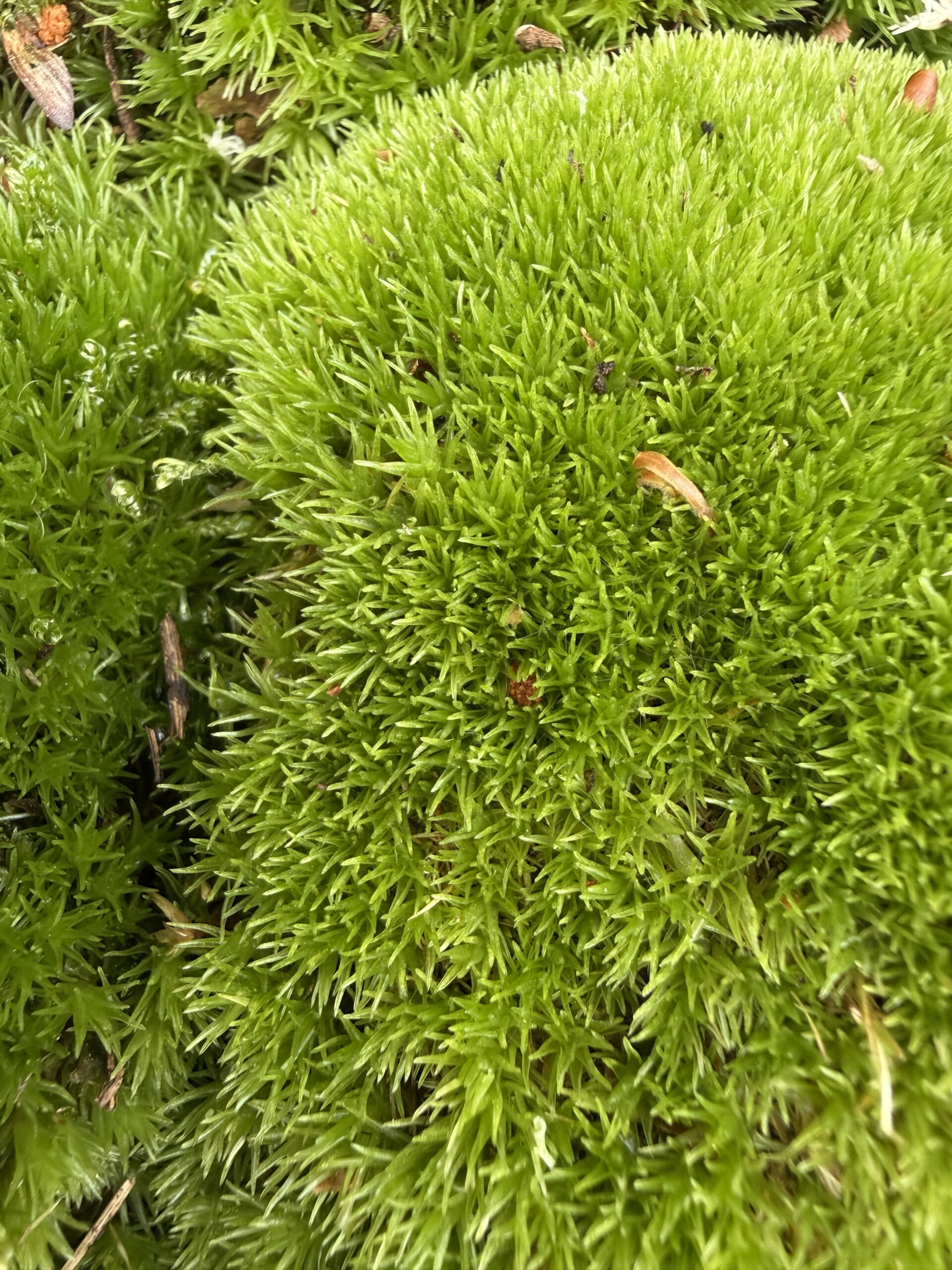 Close-up of vibrant fresh live cushion moss showing dense soft green growth