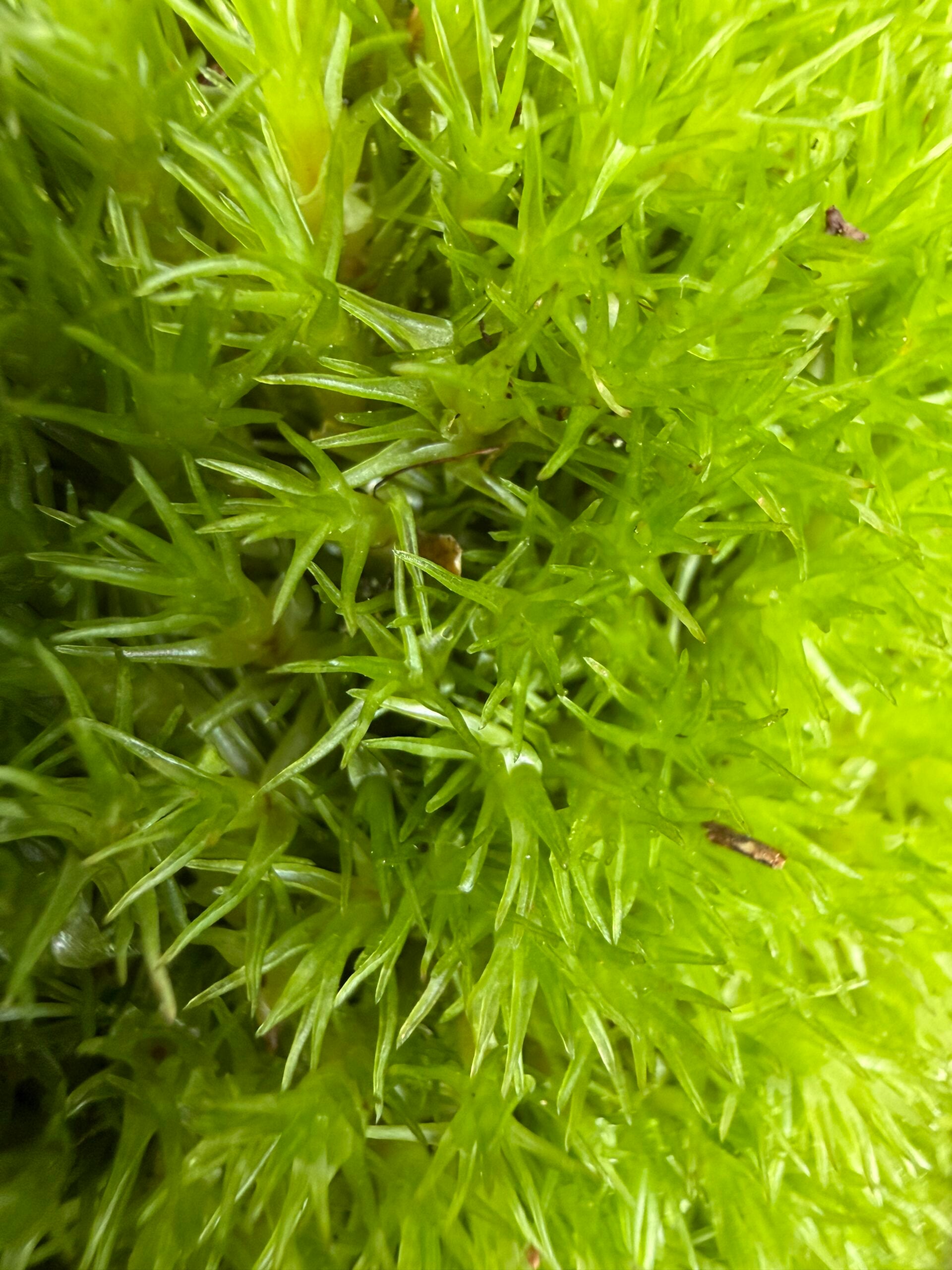 Macro close-up of fresh live cushion moss, Leucobryum glaucum, showing its bright green texture