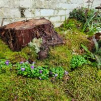 Fresh Live Sheet Carpet Moss – Seasonal Variety