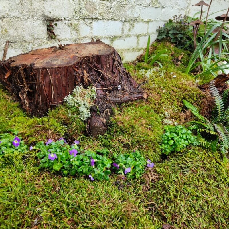 Moss garden D Roche 2 Fresh Live Sheet Carpet Moss – Seasonal Variety