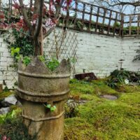 Fresh Live Sheet Carpet Moss – Seasonal Variety