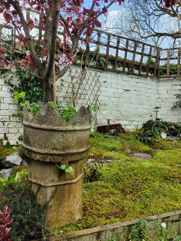 Fresh Live Sheet Carpet Moss – Seasonal Variety