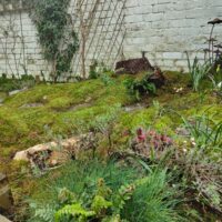 Fresh Live Sheet Carpet Moss – Seasonal Variety