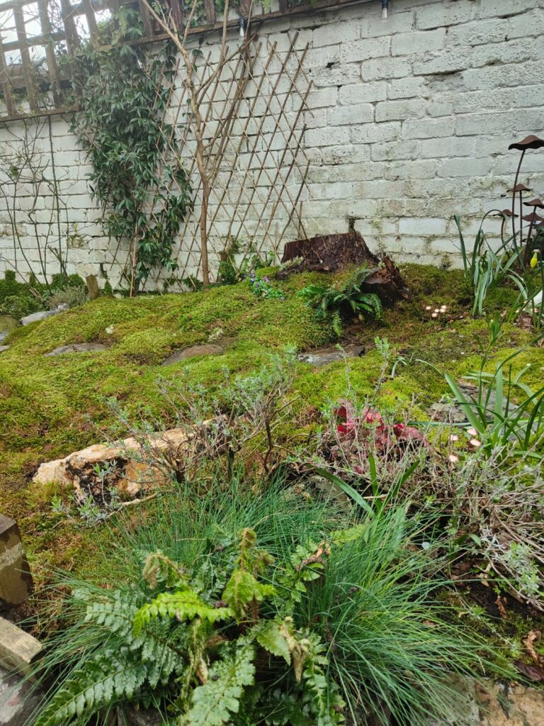 Fresh Live Sheet Carpet Moss – Seasonal Variety