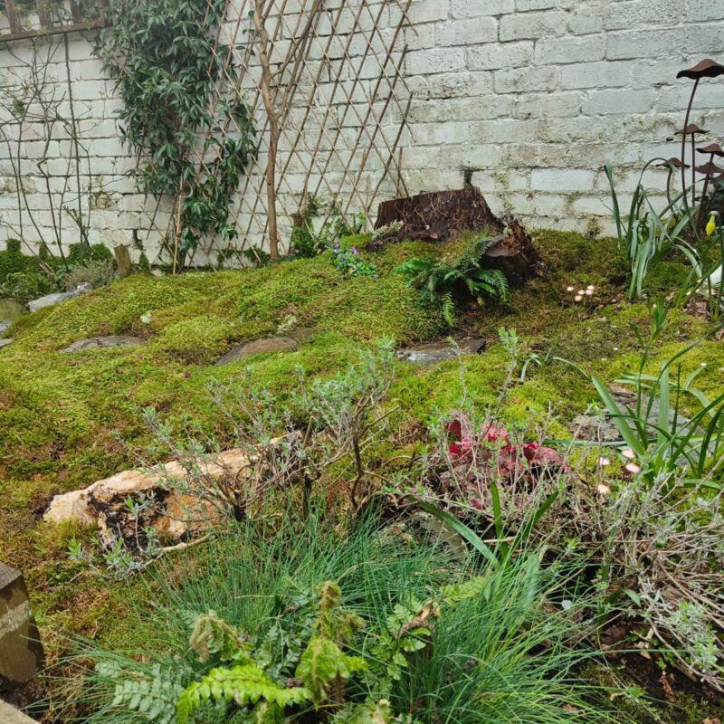 Moss garden D Roche 4 Fresh Live Sheet Carpet Moss – Seasonal Variety