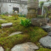 Fresh Live Sheet Carpet Moss – Seasonal Variety