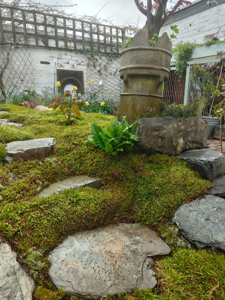 Fresh Live Sheet Carpet Moss – Seasonal Variety