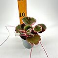 Vibrant African violet in grey pot with red-edged leaves against a white background.