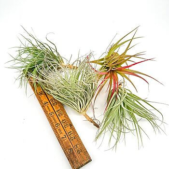 Air plants diversity displayed with vintage ruler on white background.