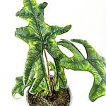 Alocasia Sumatra Elephant Ear